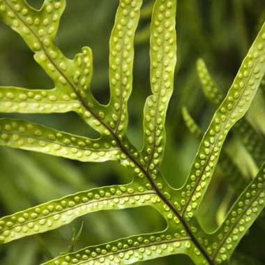 Fern leaf. clipart