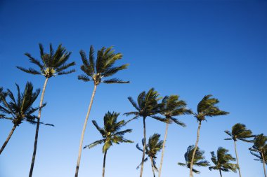 Palm trees and sky. clipart