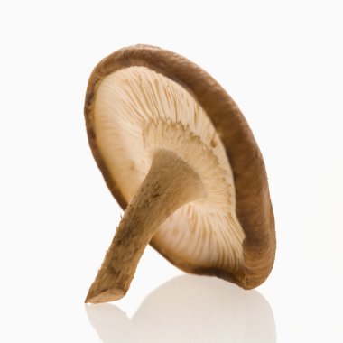 Single shiitake mushroom. clipart