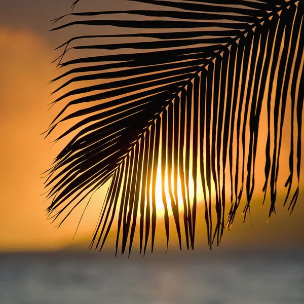 Palm varenblad zonsondergang. — Stockfoto