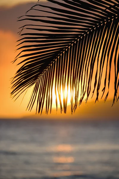Gün batımında palmiye yaprağı. — Stok fotoğraf