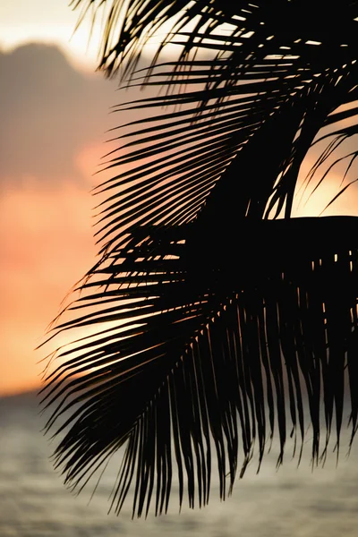 Palm-páfránylevél sziluett. — Stock Fotó