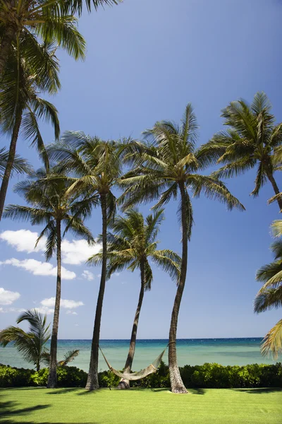 Hangmat op palmbomen. — Stockfoto