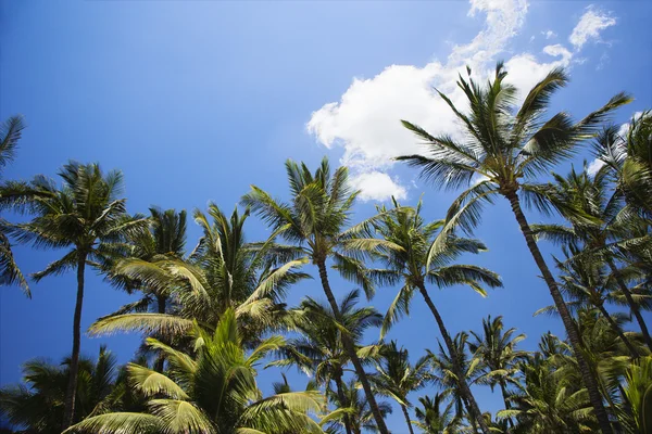 Пальмы и голубое небо. — стоковое фото