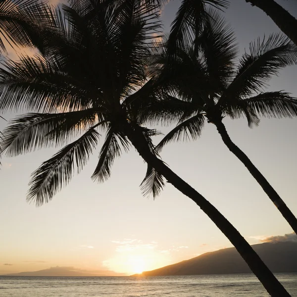 Oceano com pôr do sol de palma . — Fotografia de Stock