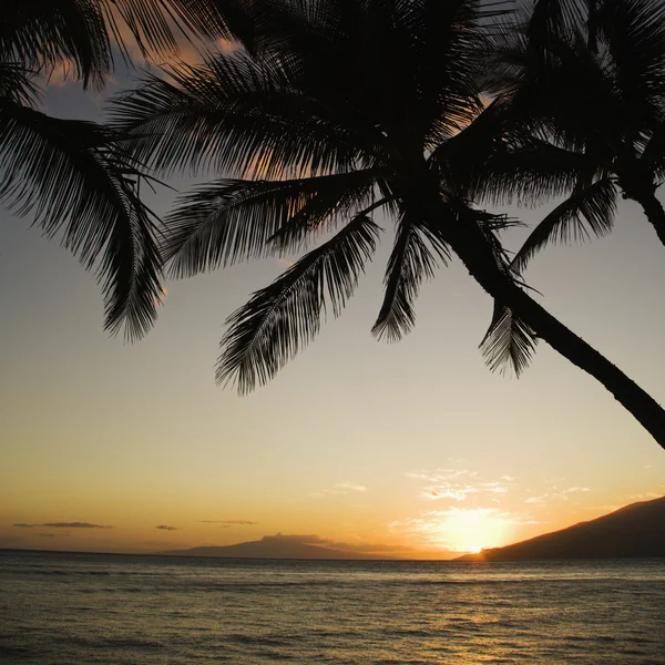 Palmy o zachodzie słońca. — Zdjęcie stockowe