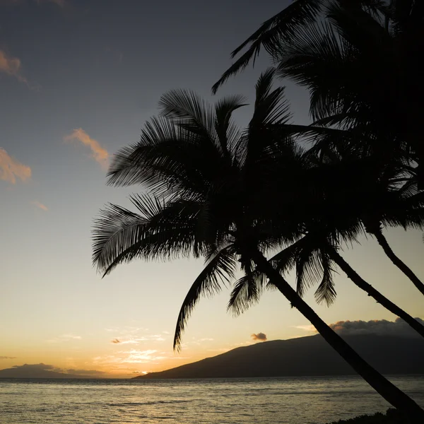 Tropische zonsondergang. — Stockfoto