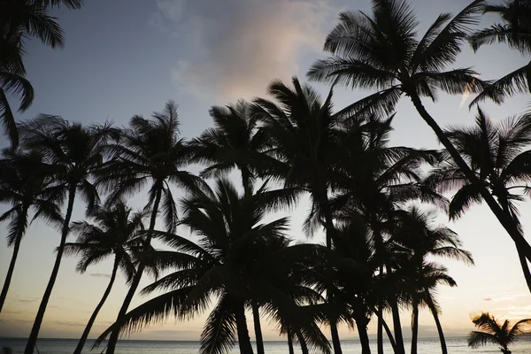 棕榈树的海洋. — 图库照片