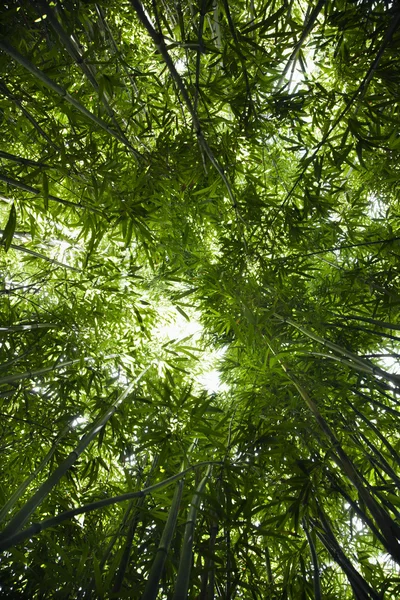Bambu ormanı. — Stok fotoğraf