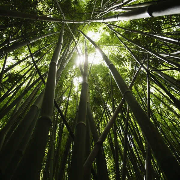 대나무 숲. — 스톡 사진