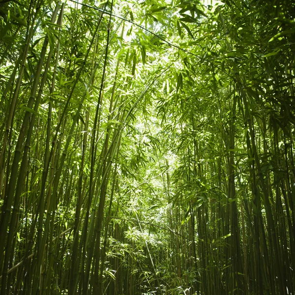 Bambusz erdő. — Stock Fotó