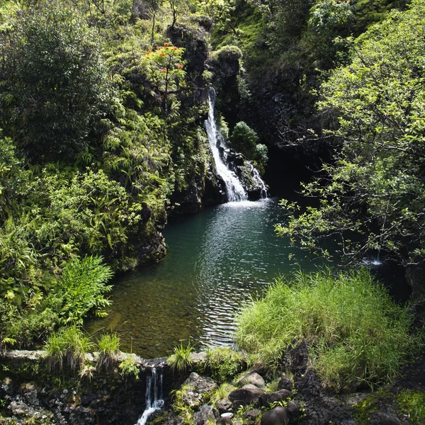 Lush waterfall. — Stock Photo, Image