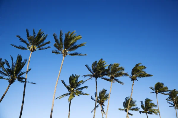Palmiye ağaçları ve gökyüzü. — Stok fotoğraf