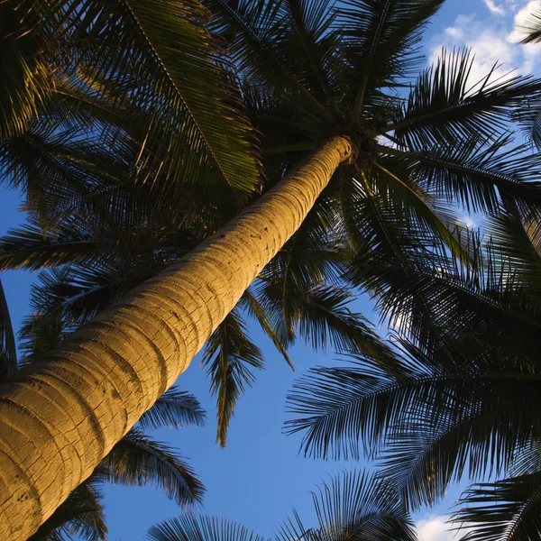 Niski kąt palmy. — Zdjęcie stockowe