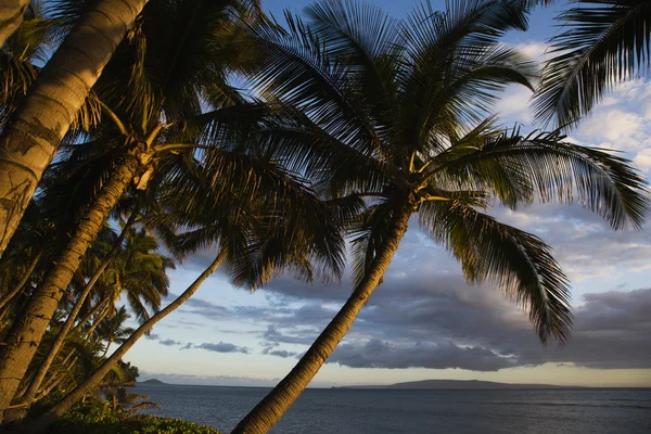 Ο φοίνικας στη Χαβάη. — Φωτογραφία Αρχείου