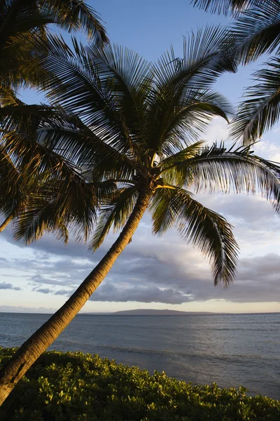 Пальмове дерево біля океану . — стокове фото
