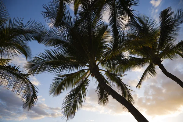 Silhouet van palmbomen. — Stockfoto