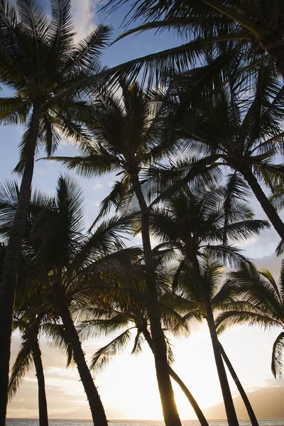 マウイ島のヤシの木. — ストック写真