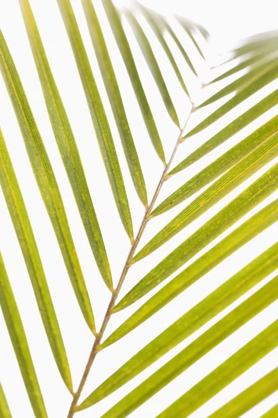 Palm ormbunksblad. — Stockfoto