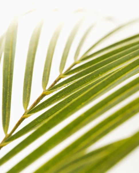 Palm ormbunksblad på vit. — Stockfoto