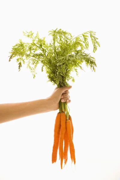 Hand holding carrots. — Stock Photo, Image