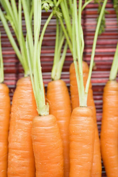 Porkkana lähikuva . — kuvapankkivalokuva