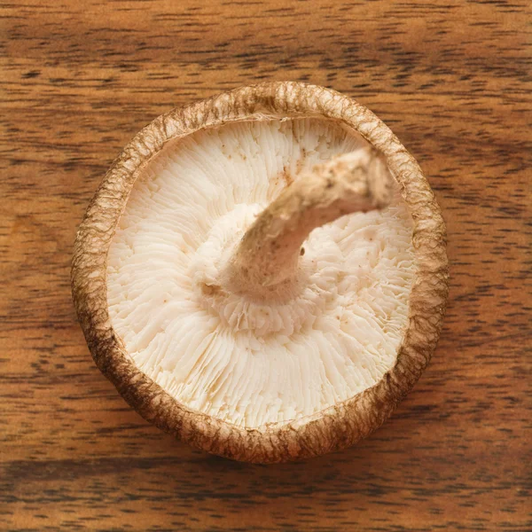 Шиитакский гриб . — стоковое фото