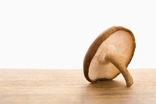 Single brown mushroom. — Stock Photo, Image