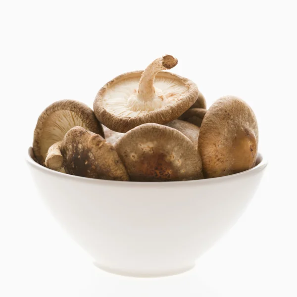 Bowlful de cogumelos . — Fotografia de Stock