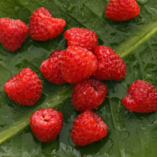 Himbeeren. — Stockfoto