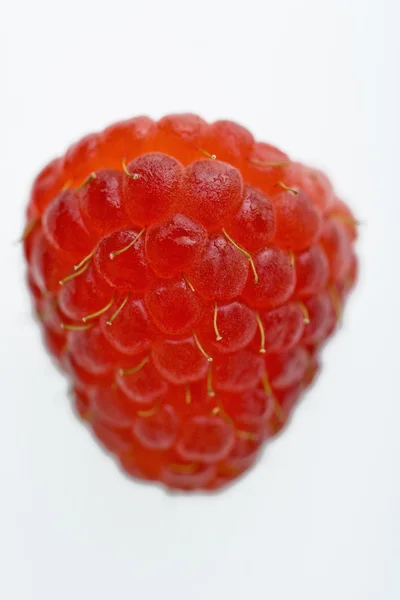 One red raspberry. Royalty Free Stock Images