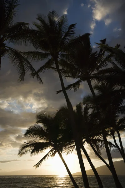 Пальми на заході сонця . — стокове фото