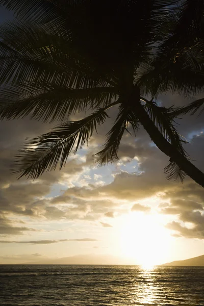Palmboom in maui zonsondergang. — Stockfoto