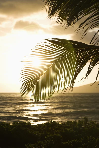 Zachód słońca z przybrzeżnych palm. — Zdjęcie stockowe
