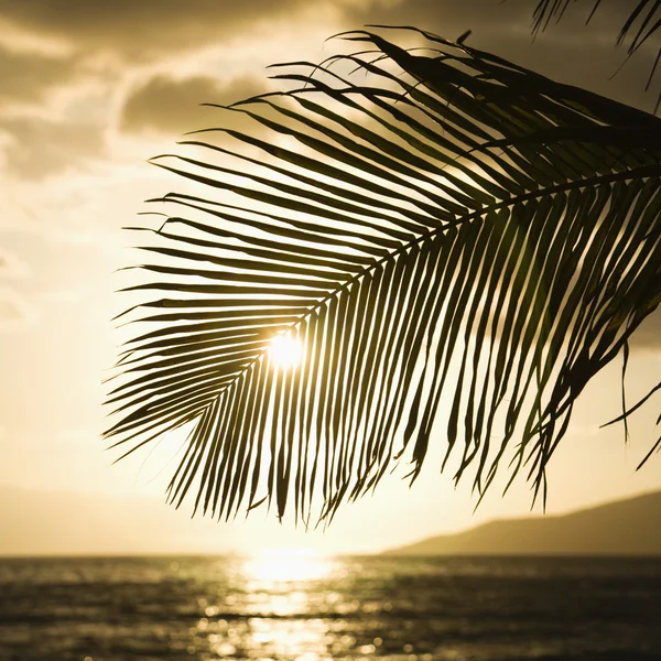 Sole tramontante con palma . — Foto Stock