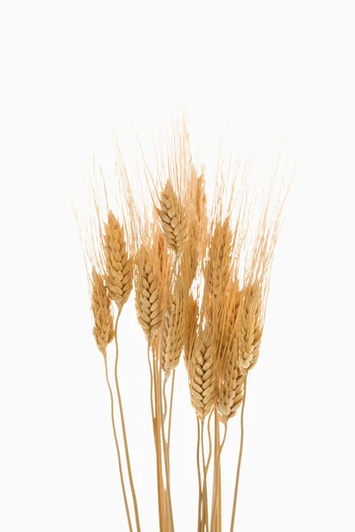 Wheat. — Stock Photo, Image