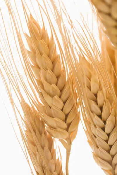 Pšenice. — Stock fotografie