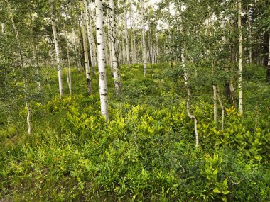 Aspen trees in forest. clipart