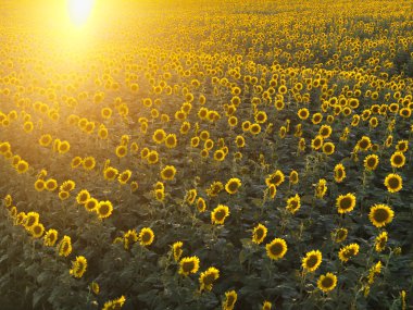 Sunflower field. clipart