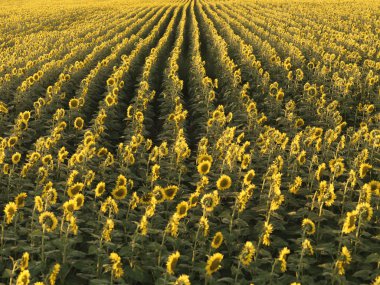 Agricultural sunflowers. clipart