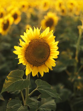 Sunflower. clipart