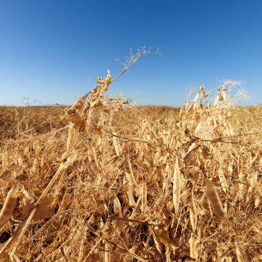 Field of drying plants. clipart