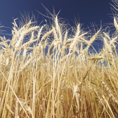 Wheat and blue sky. clipart