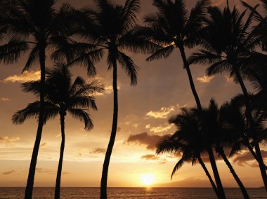 gün batımında Maui palmiye ağaçları.