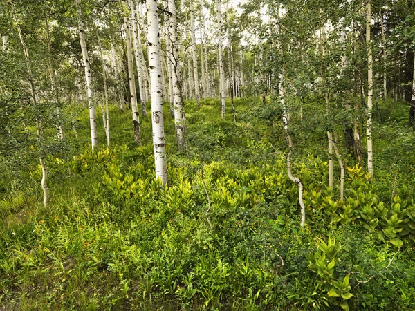Aspen bomen in bos. — Stockfoto