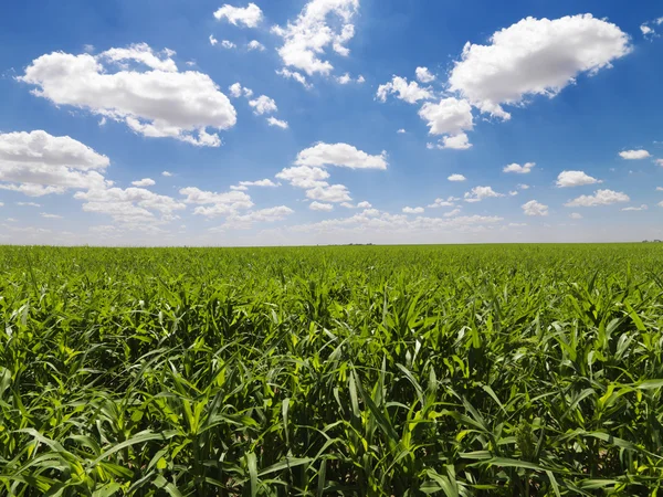 Campo de maíz verde y cielo azul — Foto de Stock