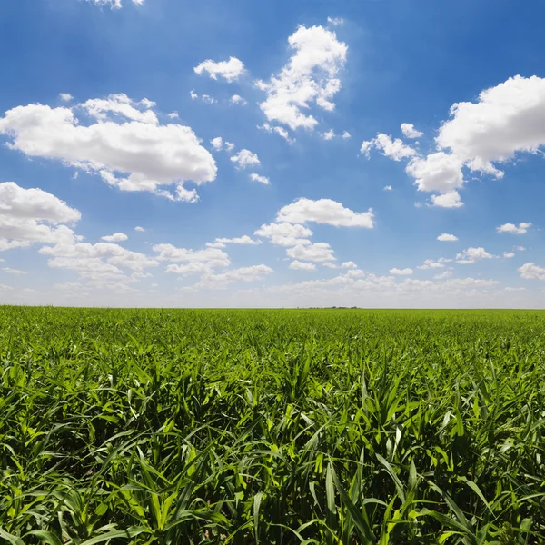トウモロコシ畑の緑と青空 — ストック写真