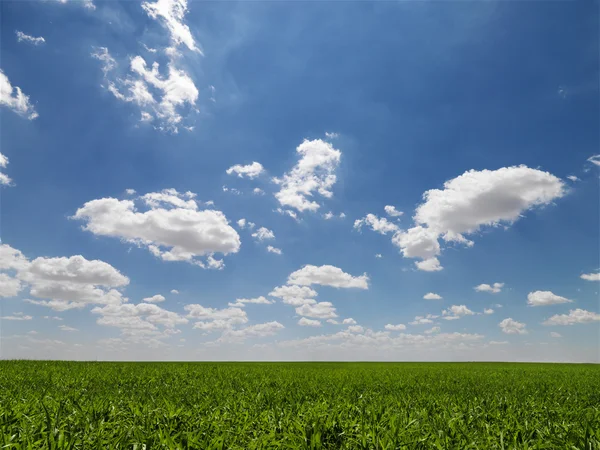 Agricultural field. — Stock Photo, Image