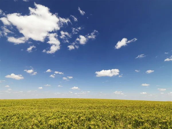 Crops Growing in a Field — Stock Photo, Image