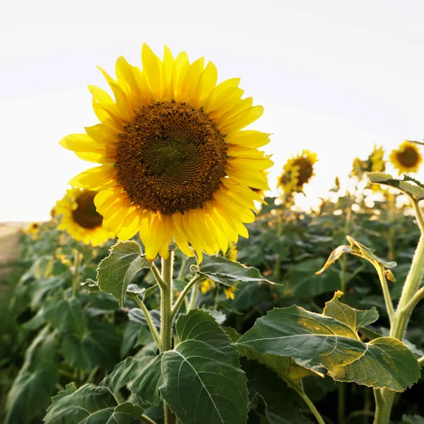 Sunflower plant. — Stock Photo, Image